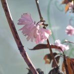 Sakura ozdobná (Prunus serrulata) ´ROYAL BURGUNDY´ - výška 250-270 cm, obvod kmeňa: 4/6 cm, kont. C7.5L - NA KMIENKU